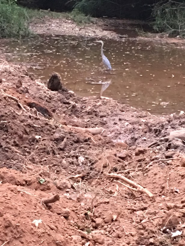 blue-heron-2-10_15_16