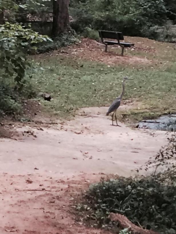 Blue Heron near Shoal Creek 2013 Dearborn Park Decatur