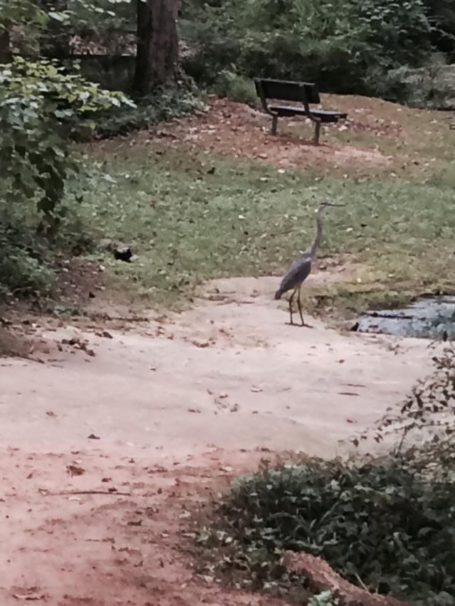 Blue Heron near Shoal Creek 2013 Dearborn Park Decatur