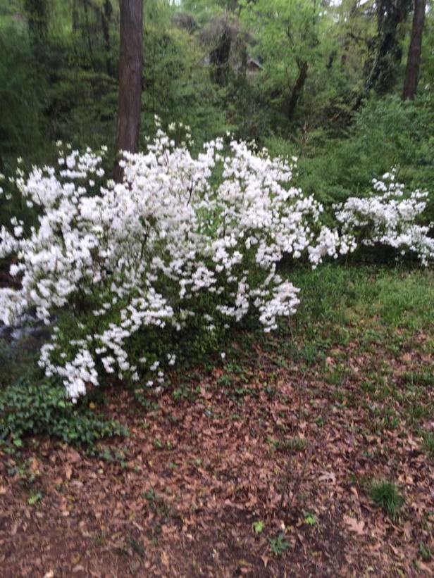 tree-update-april-5-2016-2