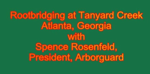 root-bridging-in-tanya-creek