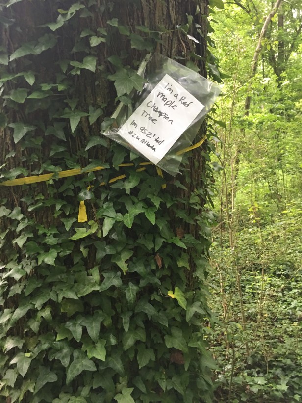 Dearborn Message on tree full of ivy 1
