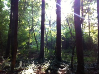 Dearborn Park near Blue Sky Condos near Shoal Creek