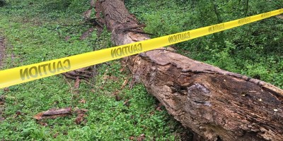 Tree down in Dearborn Park Trail April 4, 2018