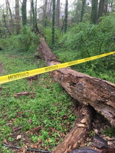 Tree down in Dearborn Park Trail April 4, 2018