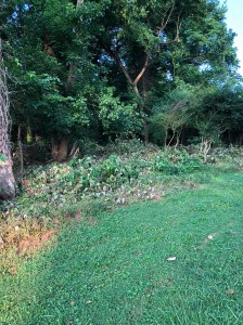 Herbicides Pesticides Dearborn Park City of Decatur Bicycle and Pedestrian Connectivity Master Plan