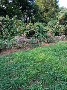 City of Decatur in Dearborn Park ues potential environmental harmful Herbicides Pesticides Bicycle and Pedestrian Connectivity Master Plan | City of Decatur, GA