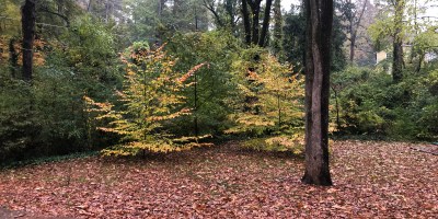 Autumn in Dearborn Park 1301 Deerwood Drive Decatur City of Decatur Park DeKalb County Parks & Rec Friends of Dearborn Park Trees