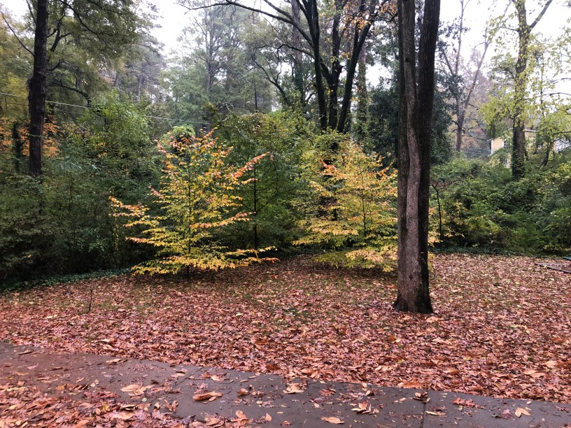 Autumn in Dearborn Park 1301 Deerwood Drive Decatur City of Decatur Park DeKalb County Parks & Rec Friends of Dearborn Park Trees