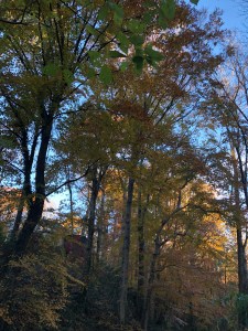 Autumn in Dearborn Park 1301 Deerwood Drive Decatur City of Decatur Park DeKalb County Parks & Rec Friends of Dearborn Park