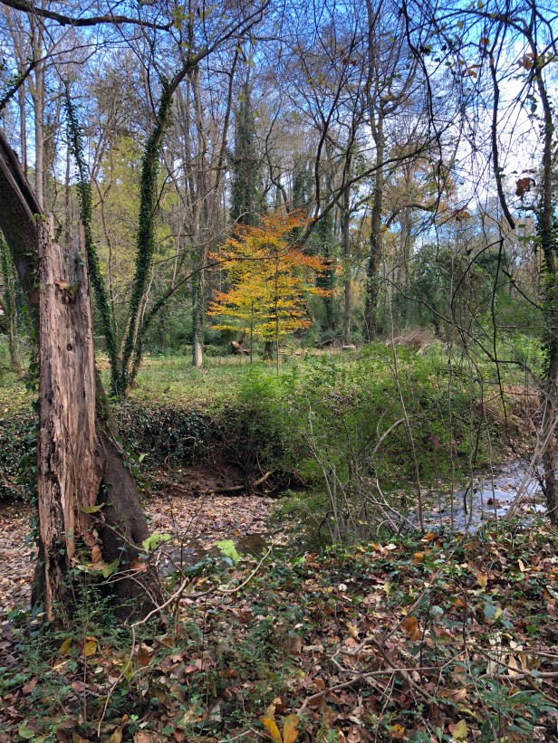 Autumn in Dearborn Park 1301 Deerwood Drive Decatur City of Decatur Park DeKalb County Parks & Rec Friends of Dearborn Park Trees