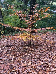 Trees Autumn in Dearborn Park 1301 Deerwood Drive Decatur City of Decatur Park DeKalb County Parks & Rec Friends of Dearborn Park