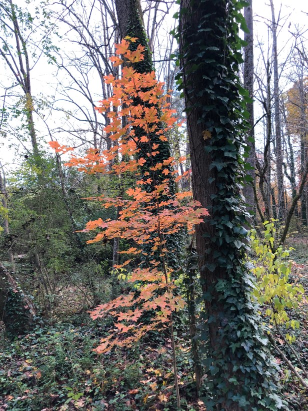 Autumn in Dearborn Park 1301 Deerwood Drive Decatur City of Decatur Park DeKalb County Parks & Rec Friends of Dearborn Park Trees