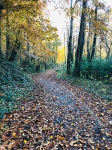 Autumn in Dearborn Park 1301 Deerwood Drive Decatur City of Decatur Park DeKalb County Parks & Rec Friends of Dearborn Park