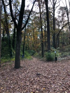 Autumn in Dearborn Park 1301 Deerwood Drive Decatur City of Decatur Park DeKalb County Parks & Rec Friends of Dearborn Park Trees