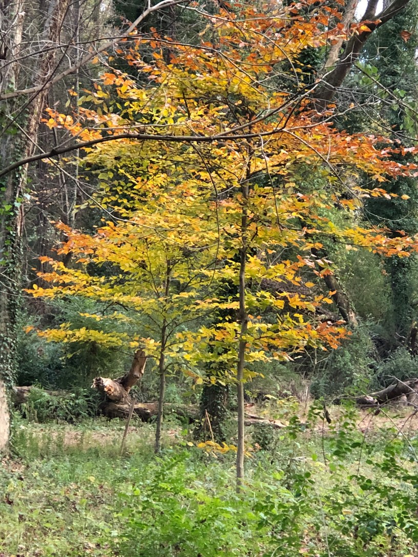 Autumn in Dearborn Park 1301 Deerwood Drive Decatur