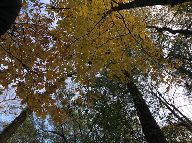 Autumn in Dearborn Park 1301 Deerwood Drive Decatur City of Decatur Park DeKalb County Parks & Rec Friends of Dearborn Park Trees