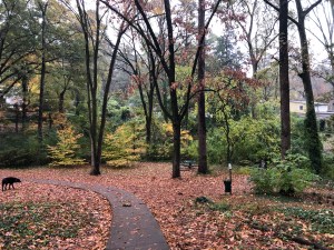 Autumn in Dearborn Park 1301 Deerwood Drive Decatur City of Decatur Park DeKalb County Parks & Rec Friends of Dearborn Park