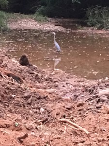 Blue Heron Dearborn Park