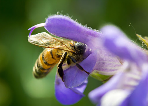 Ground Bees hive Dearborn Park Decatur GA DeKalb Parks & Rec City of Decatur