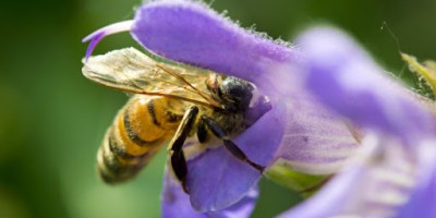 Ground Bees hive Dearborn Park Decatur GA DeKalb Parks & Rec City of Decatur
