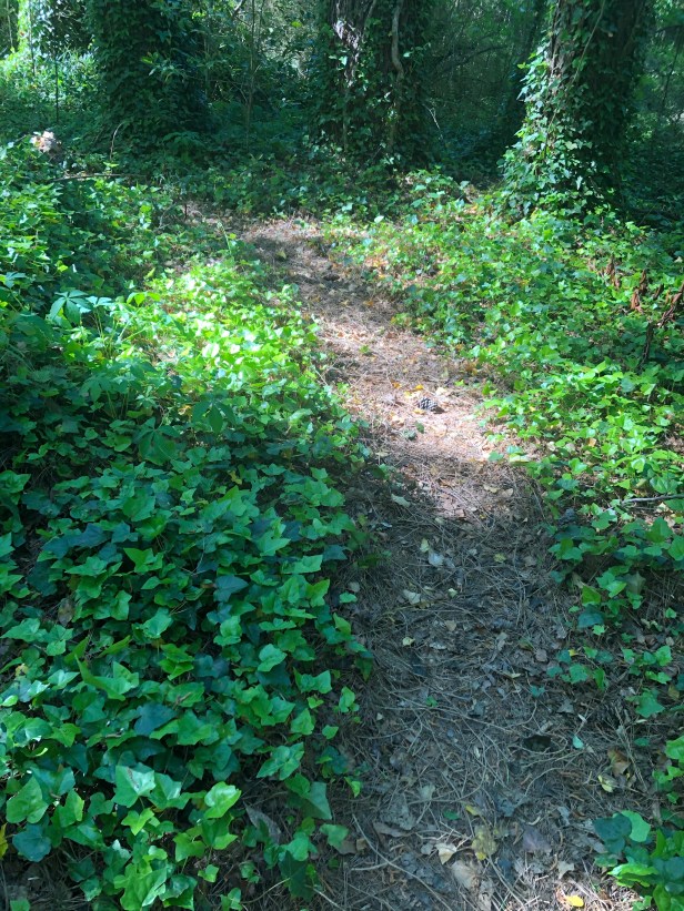 Dearborn Park Trail discovered by Friends of Dearborn Park Decatur DeKalb Parks & Rec City of Decatur