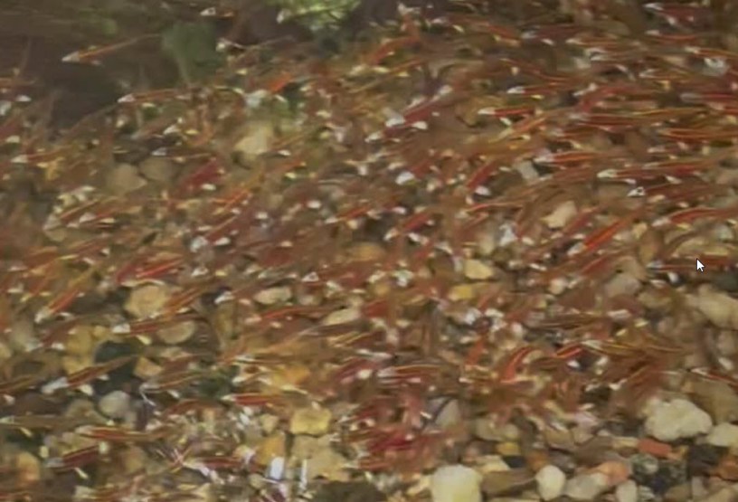 School of Fish in Shoal Creek in Dearborn Park