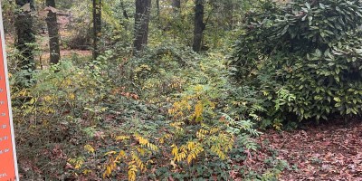 AZALEA DEARBORN PARK DECATUR DEKALB PARKS