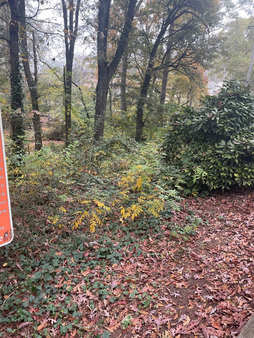 AZALEA DEARBORN PARK DECATUR DEKALB PARKS