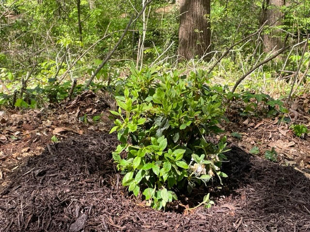 Dearborn Park Azalea Planting April 2, 2023 DeKalb Parks, Decatur