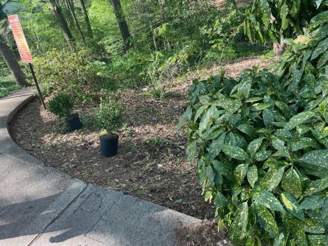 Dearborn Park Azalea Planting April 2, 2023 DeKalb Parks, Decatur